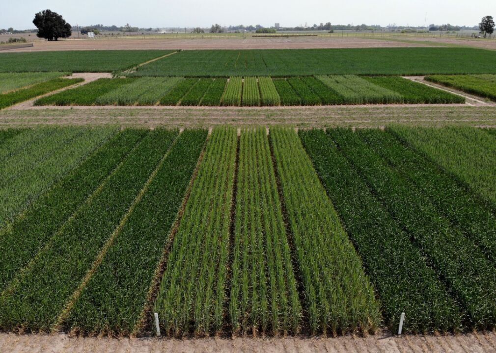Drought-resistant wheat approved in Argentina